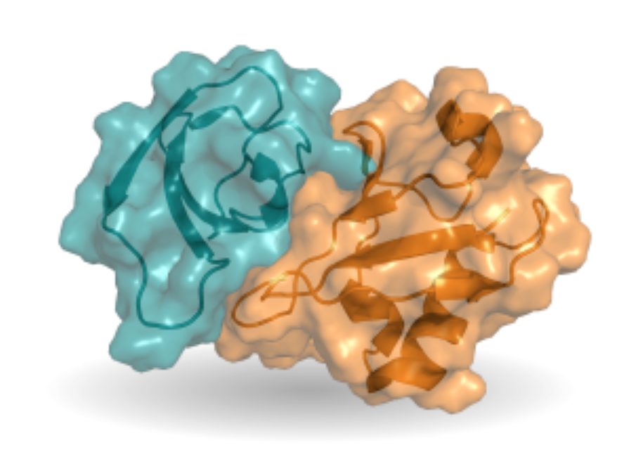 Protein complex graph-shaped molecular structure