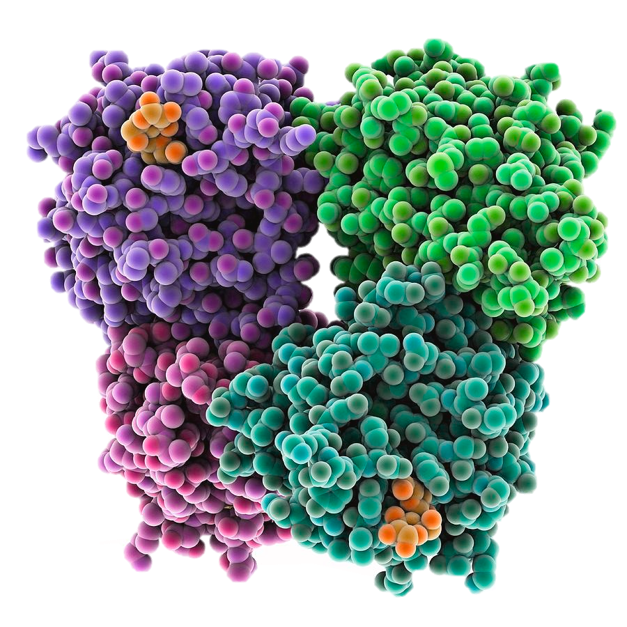 Multidimensional protein structure
