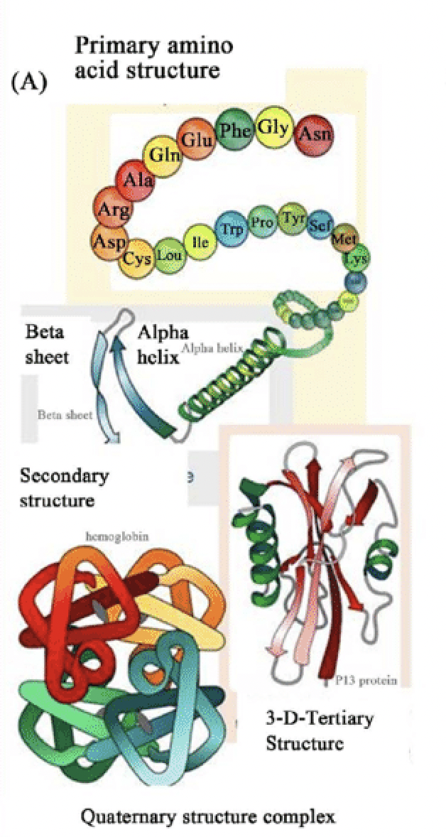 Protein structure hierarchy from the presentation